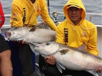 New rules for Queensland amberjack, samsonfish and mahi mahi - Fishing News